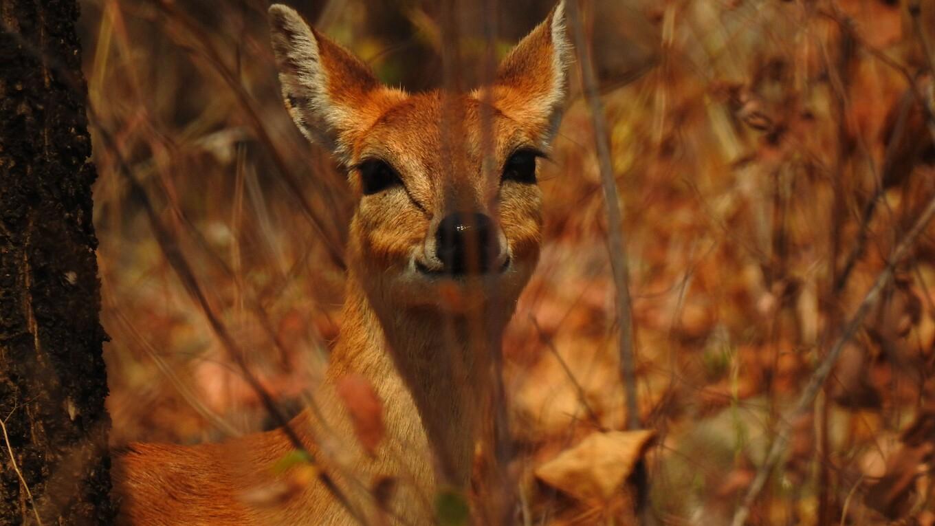 Photo of a deer in the Godavari River Basin, in India.